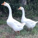 GooseMaGroin