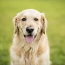 friendlydogs