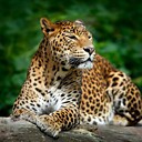 LeopardChannel