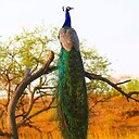 Shailesh123456789