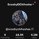 scoobychihuahua