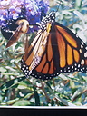 Monarch62