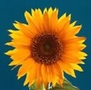 SullySunflower