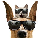 AnimalFunny1234