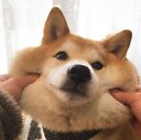 yaoli