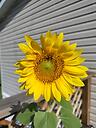 Beasunflower