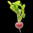 HealthyRadish