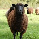 brownsheep1