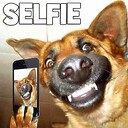 Animalscutee