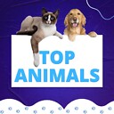 TopAnimals01