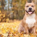 PitBullsNeedLoveToo