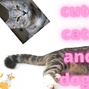 Conect