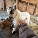 RKThunderboltPygmyGoats