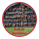 Beaver_Retriever1