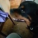 RottiePiper