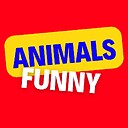 AnimalsFunnyYT