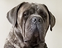 BestCaneCorsoMom