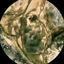 Pareidolia_Madness