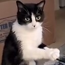 funnypetvideos1