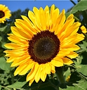 Sunflower4200