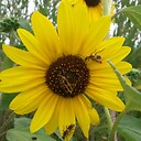 StingerBees