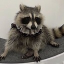 ListlessRaccoon