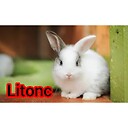 Litonc