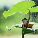 Frog786