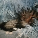 LittleSusiee