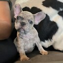 lovebulldogpuppies