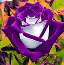 Curtisdm