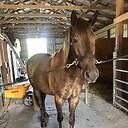 MountainHorseMagic