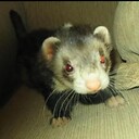 ChinooktheFerret
