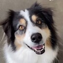 AustralianShepherd