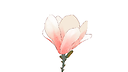 magnoliabloopy2