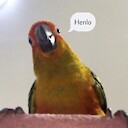 raptor_sunconure