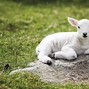 HisLittleLamb