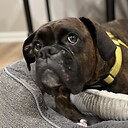 LouietheBoxer