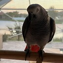 patti_greyparrot