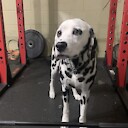 deadliftsanddalmatians