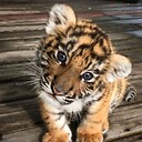 JungleLOLz