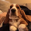 Hamthebasset