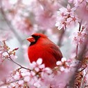 birdsnblossoms