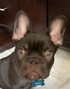 PandaNGreyFrenchie126
