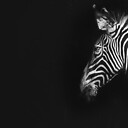 ZebraJerky