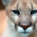 vcougar