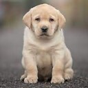 YellowLab1