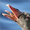 pirakok2