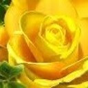 YellowRoseForTexas