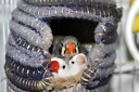 beautifulfinches
